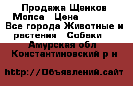 Продажа Щенков Мопса › Цена ­ 18 000 - Все города Животные и растения » Собаки   . Амурская обл.,Константиновский р-н